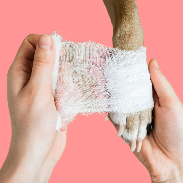 Bandaging and Wound Care