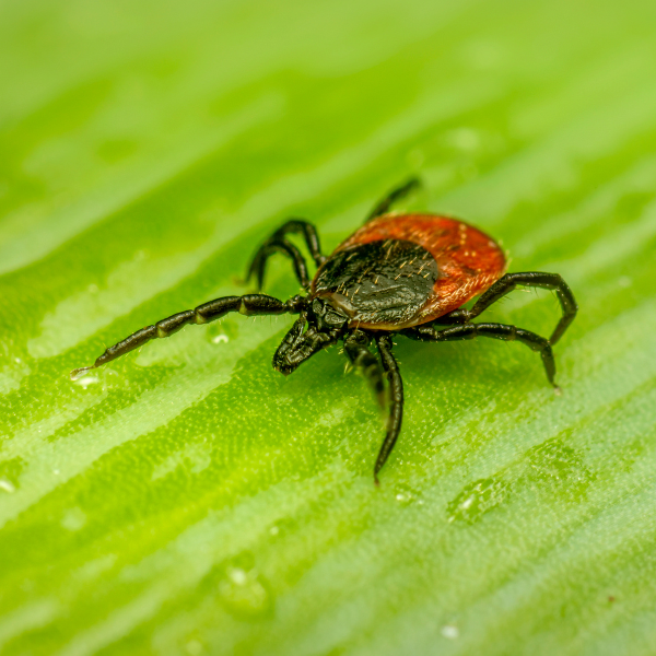 Tick Paralysis