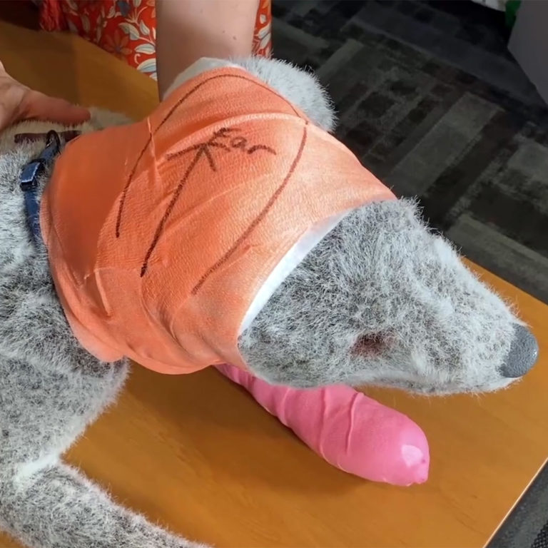 How to Apply an Ear Bandage (Dog) - Crampton Consulting Group